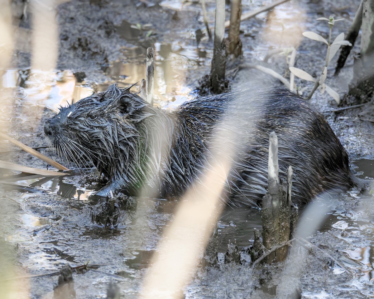 Coypus - ML646668752