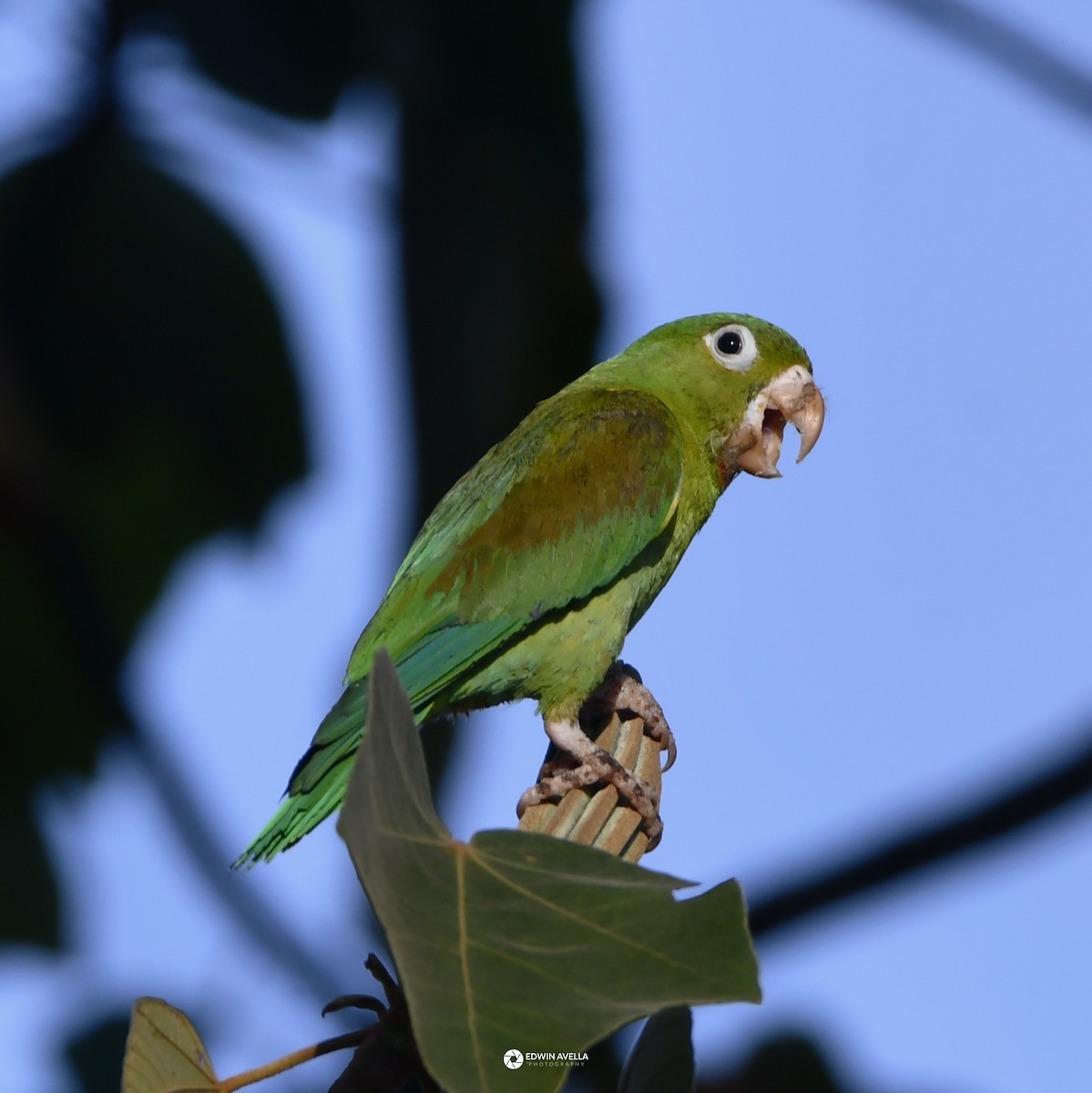 Orange-chinned Parakeet - ML646668753