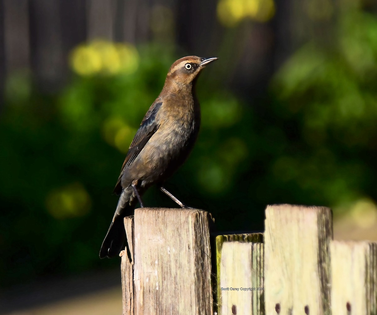 Rusty Blackbird - ML646668754