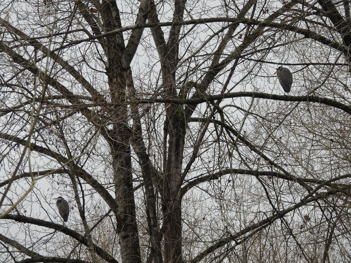 Great Blue Heron - ML646668755