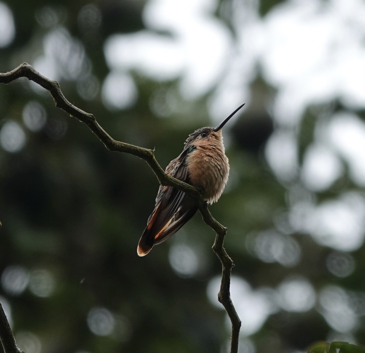 rustsabelvinge - ML646668757