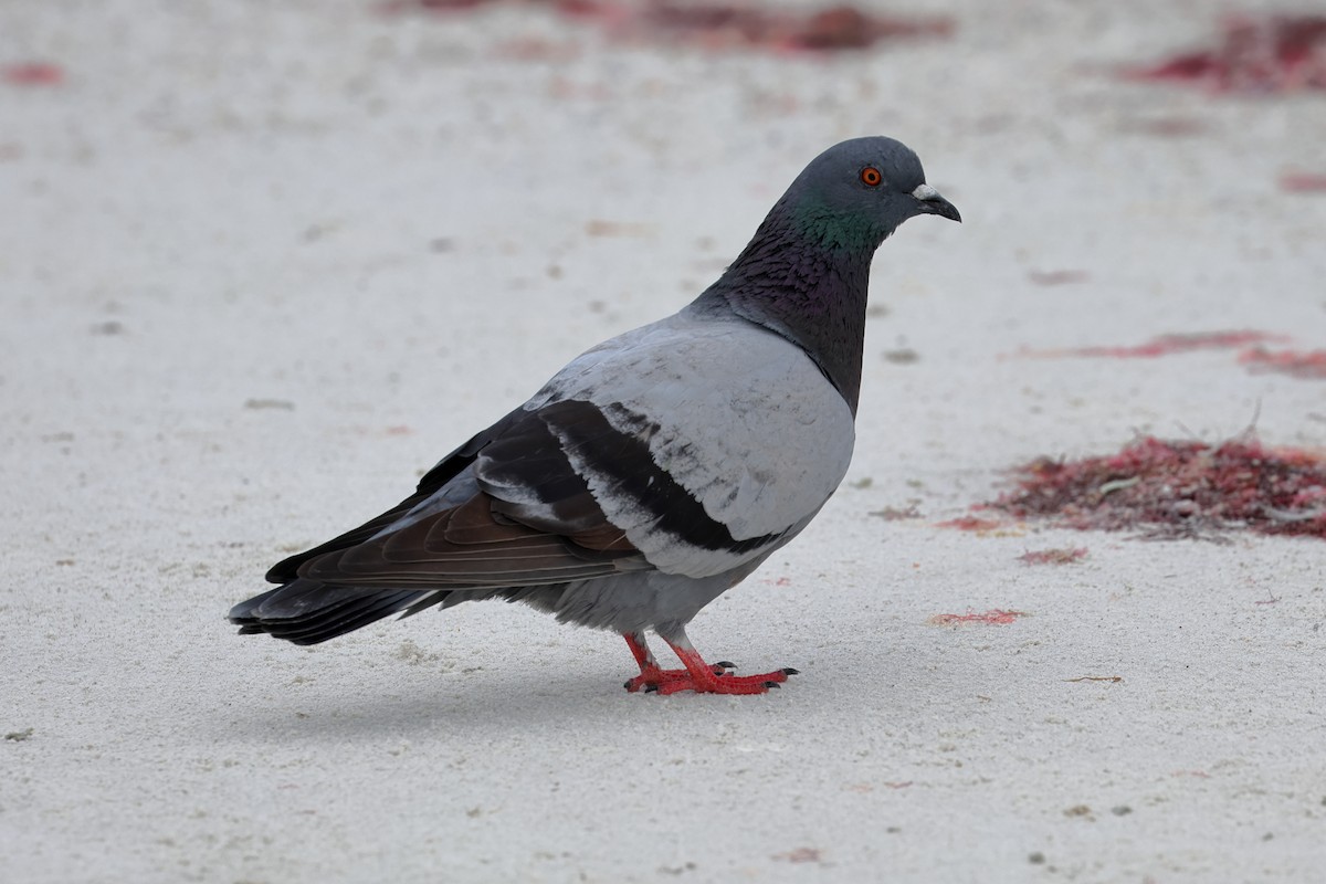 Rock Pigeon (Feral Pigeon) - ML646668760