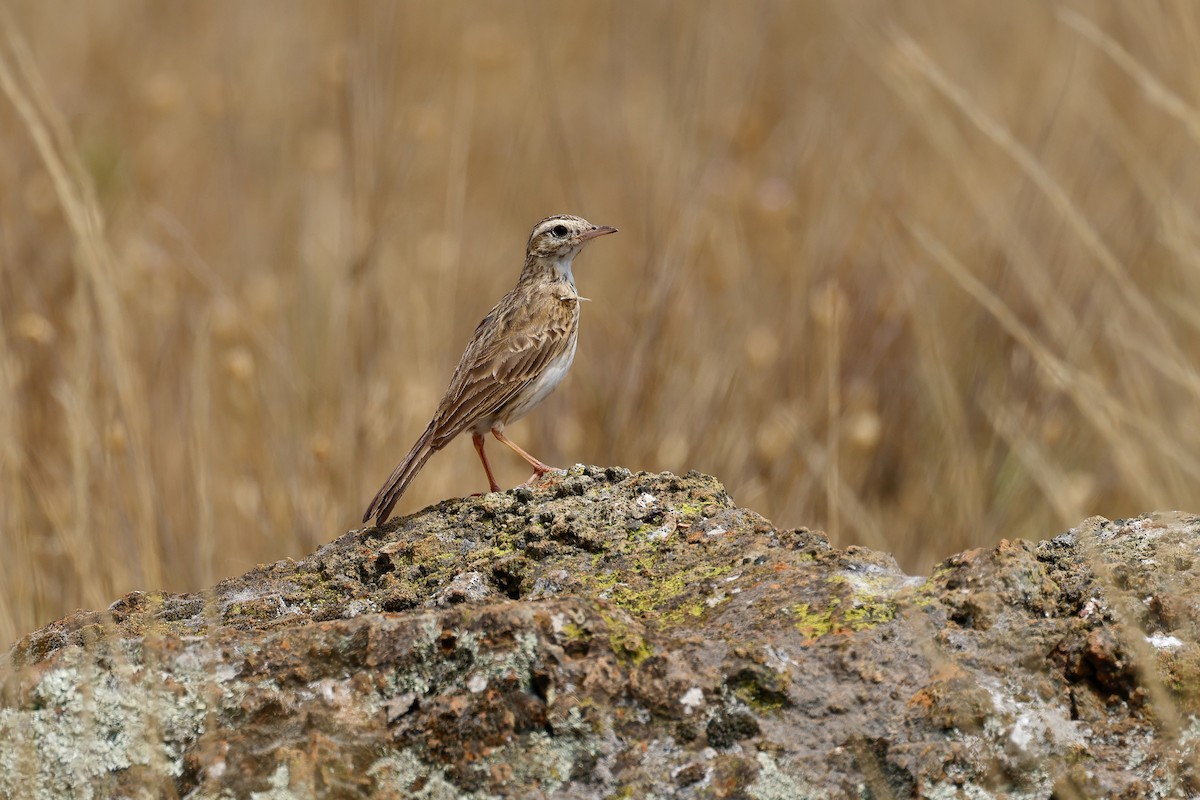 Australian Pipit - ML646668761