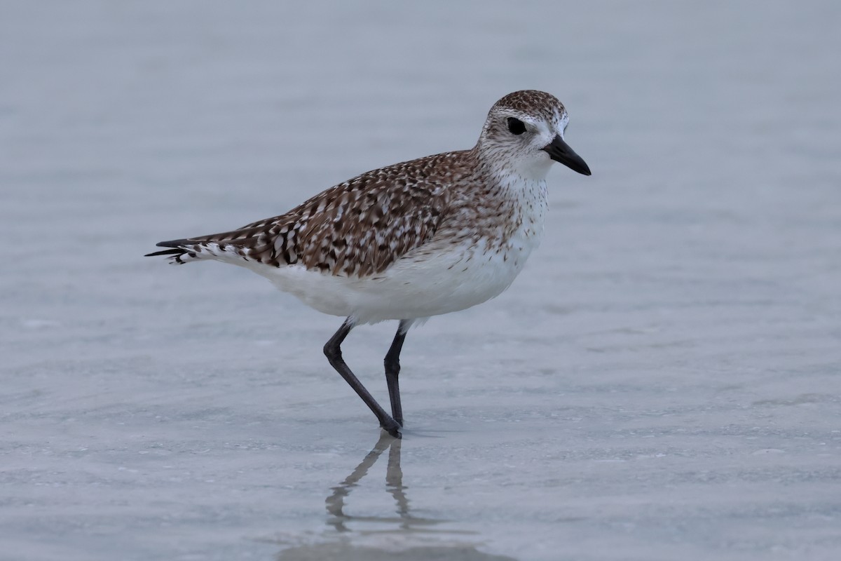 Black-bellied Plover - ML646668763