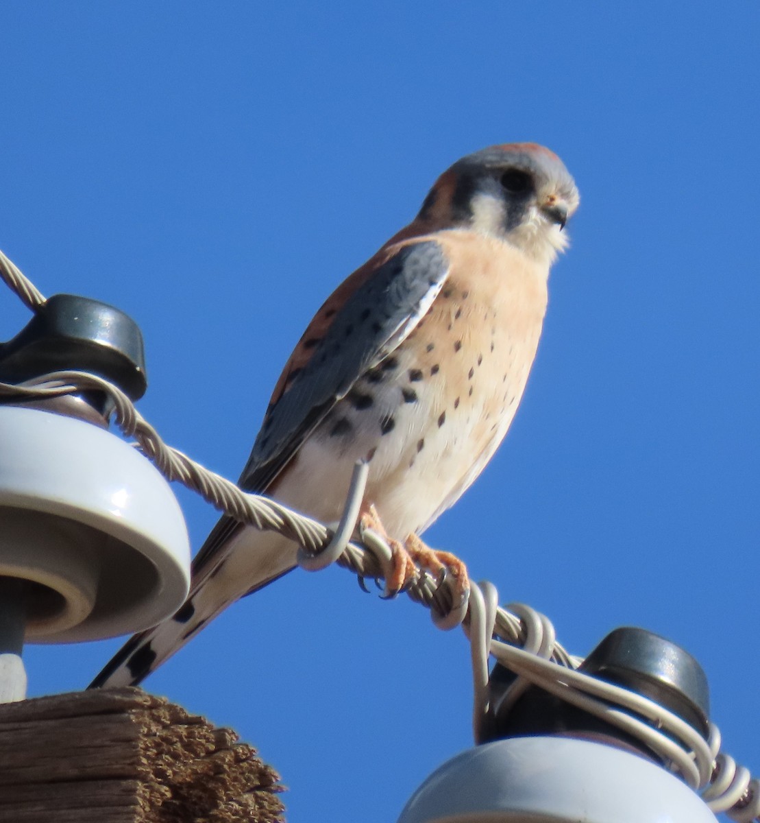 American Kestrel - ML646668765
