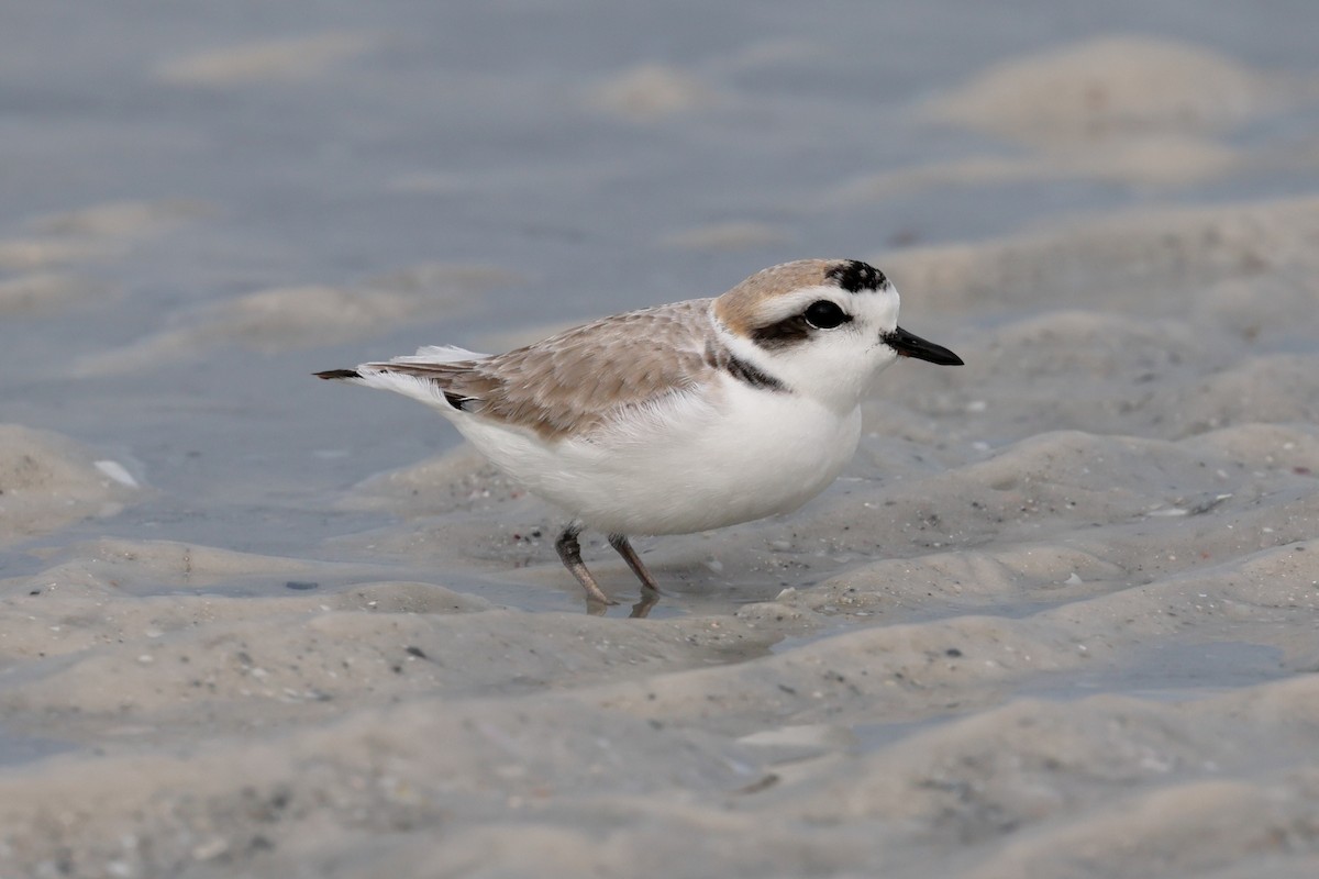 Snowy Plover - ML646668766