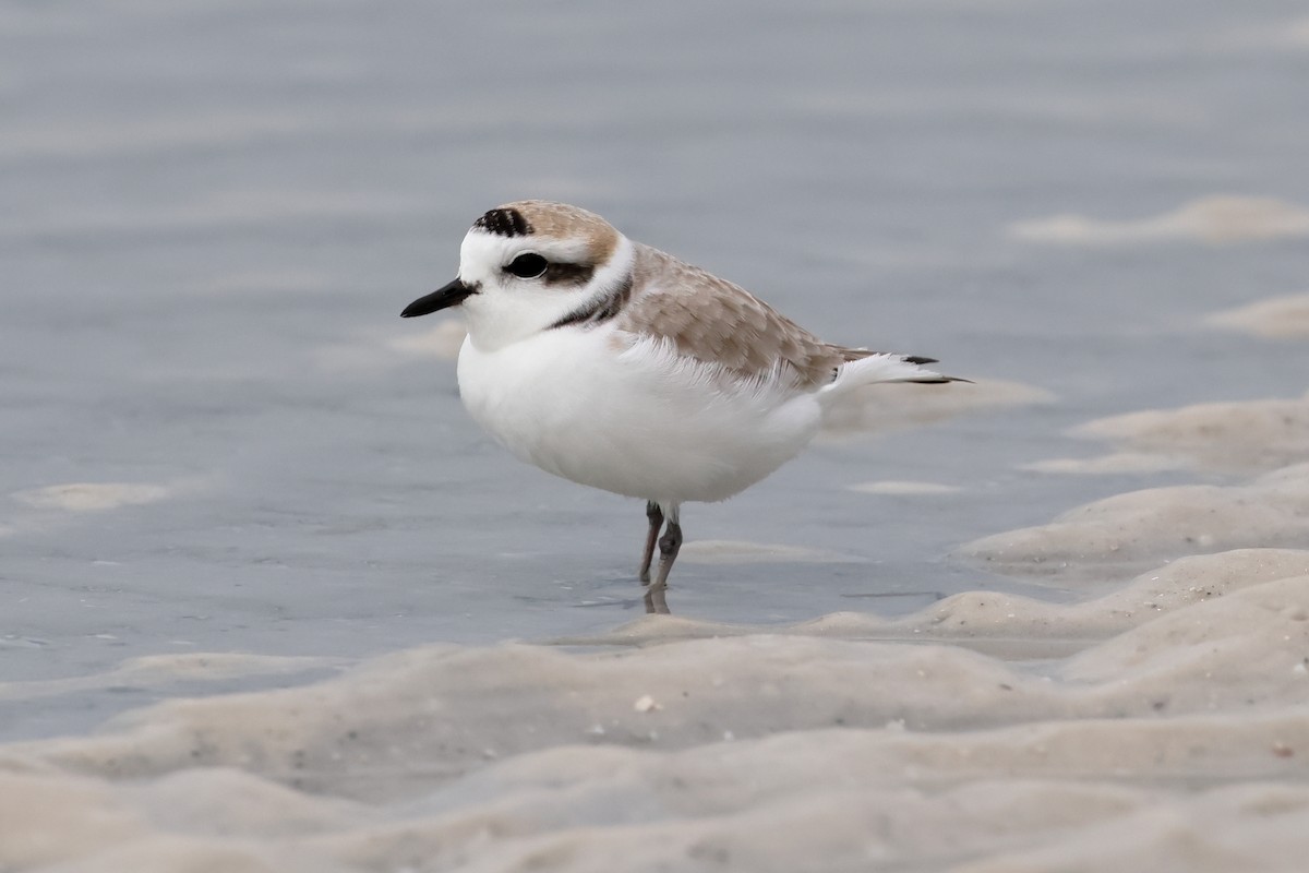 Snowy Plover - ML646668767