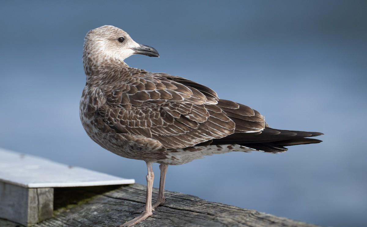 Lesser Black-backed Gull - ML646668768