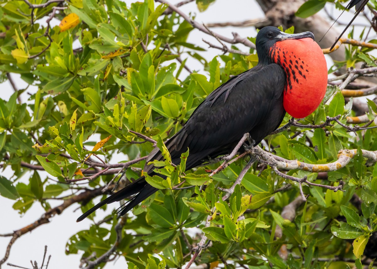 Fragata handia - ML646668769