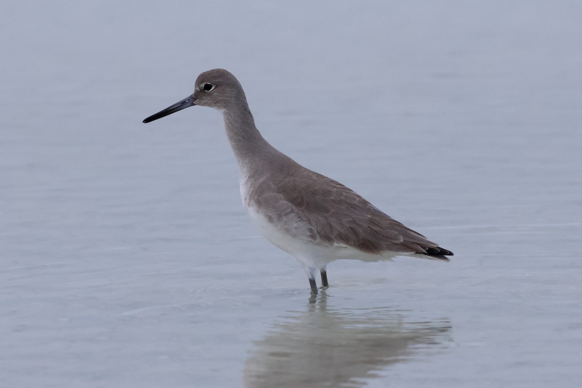 Willet - ML646668770