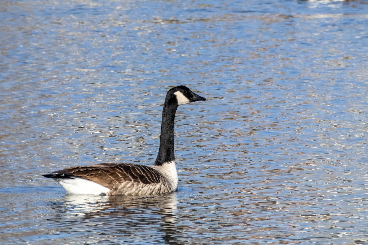 Oca canadese maggiore - ML646668771