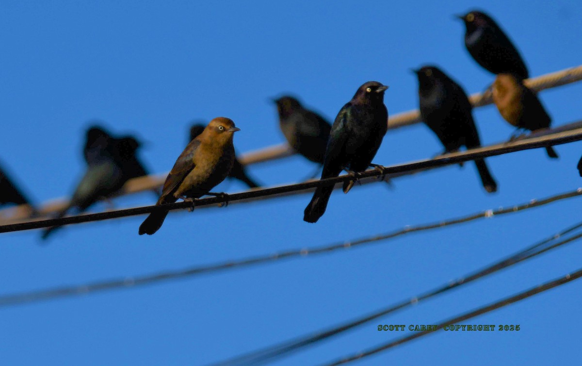 Rusty Blackbird - ML646668772