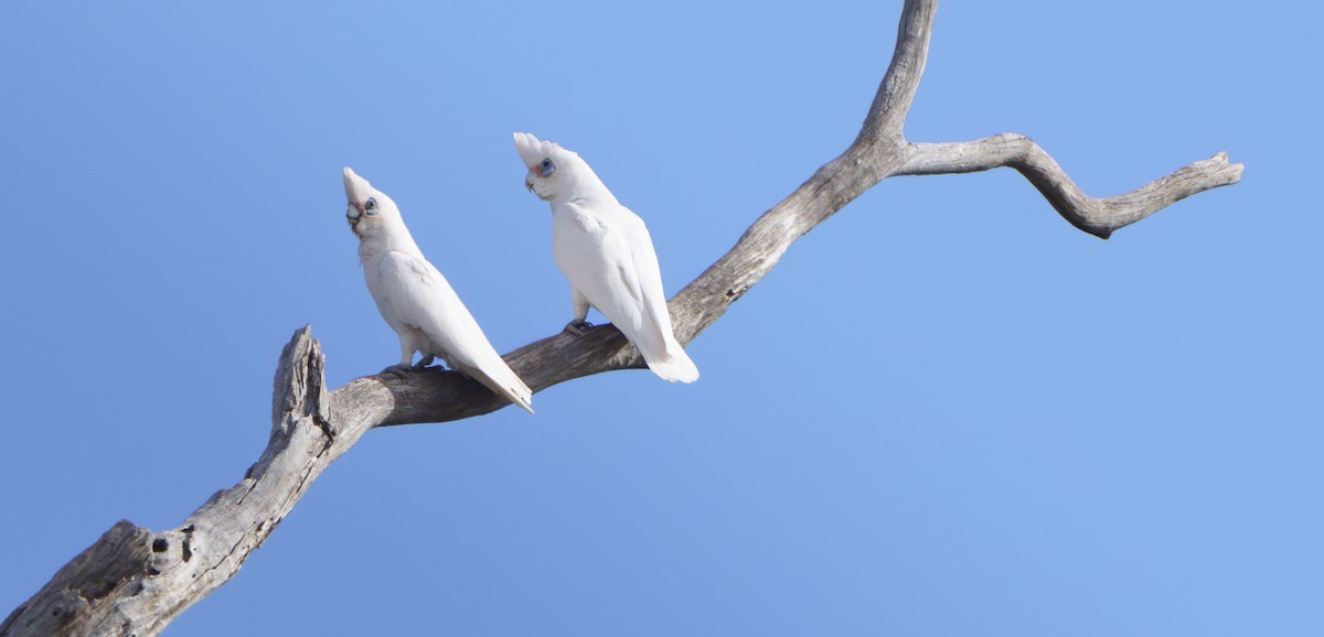 Little Corella - ML646668774