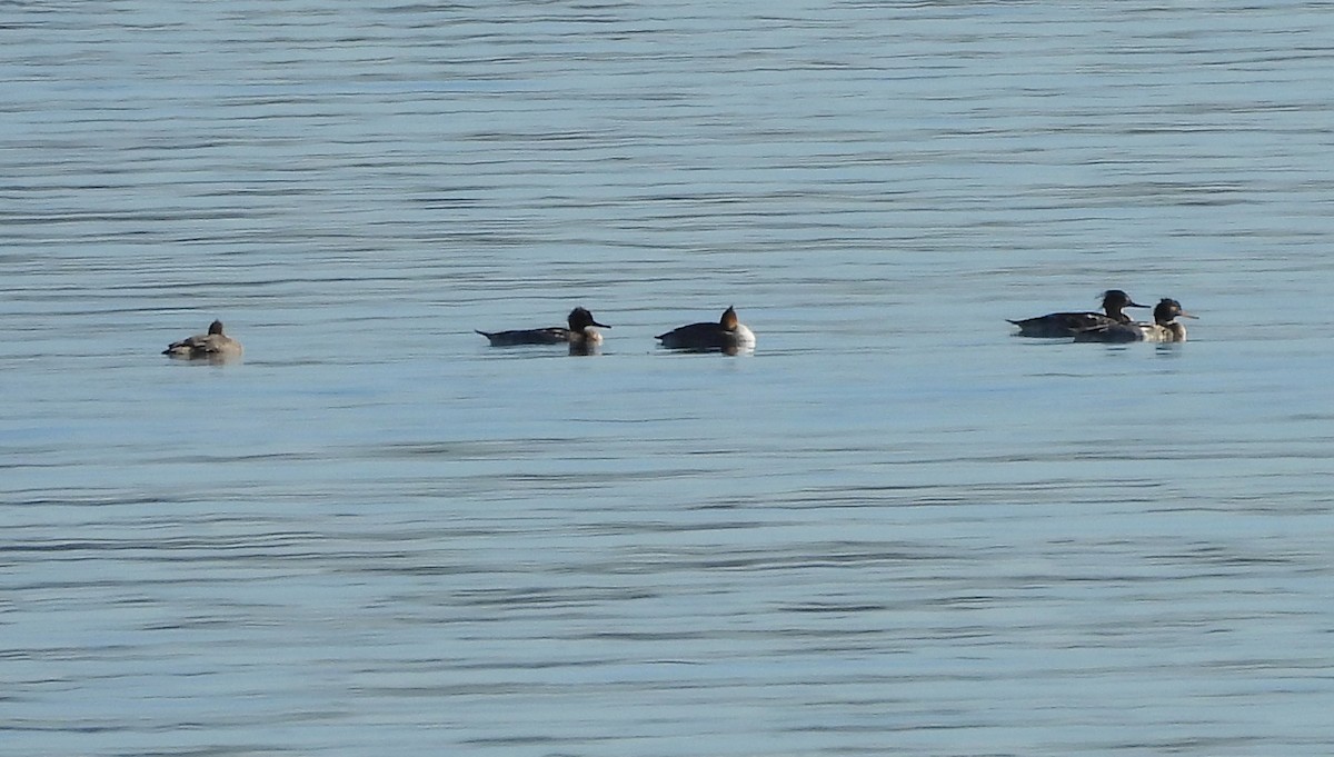 Zerra ertaina - ML646668775