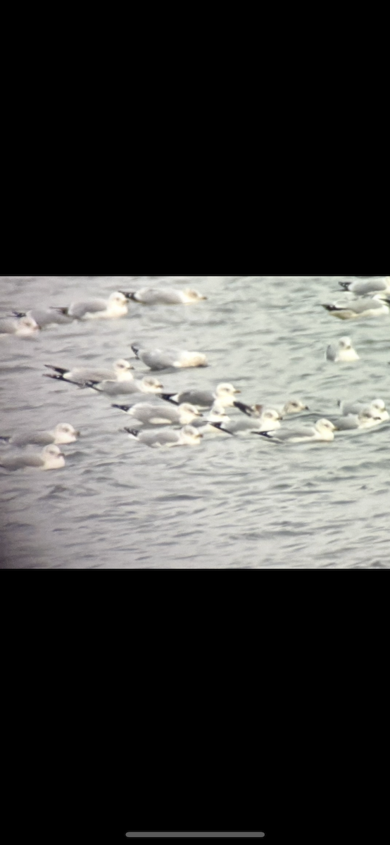 Short-billed Gull - ML646668776