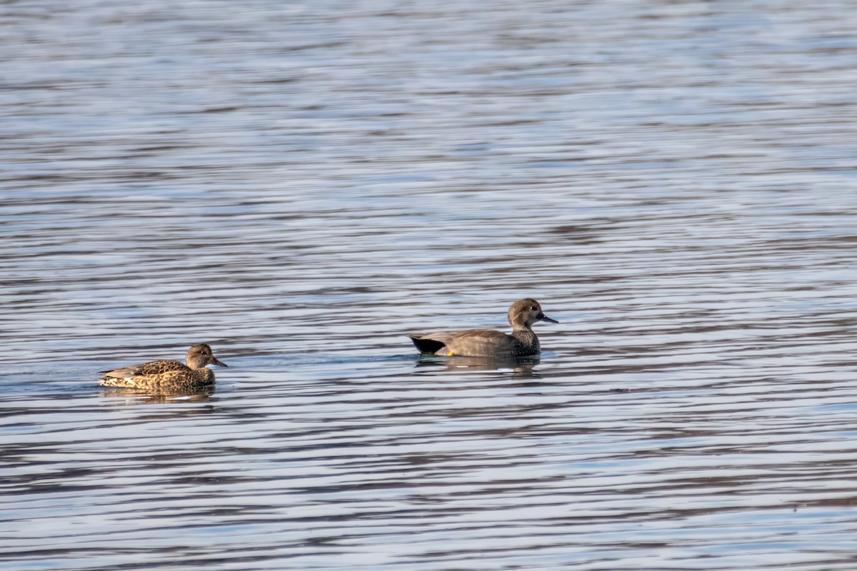 Gadwall - ML646668777