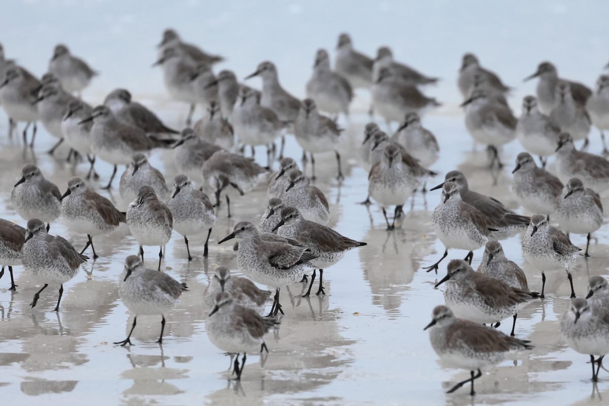 Red Knot - ML646668778