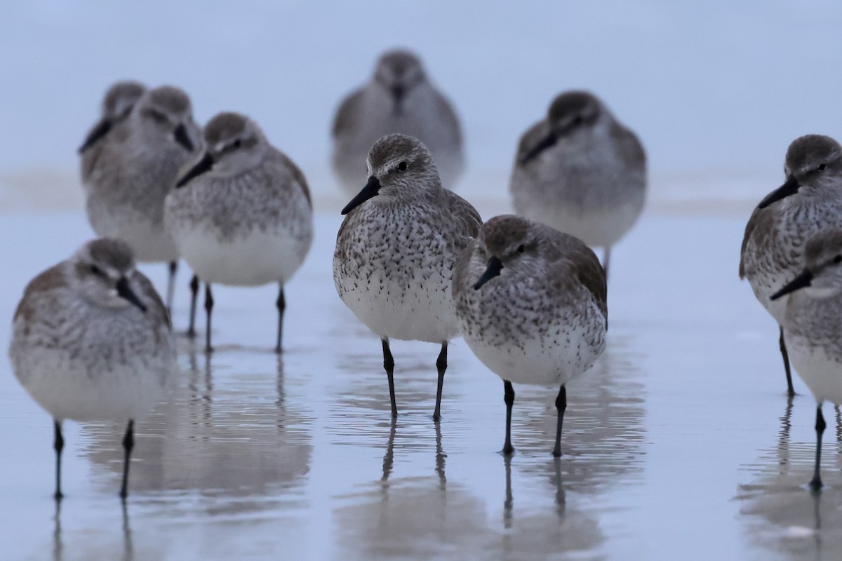 Red Knot - ML646668779