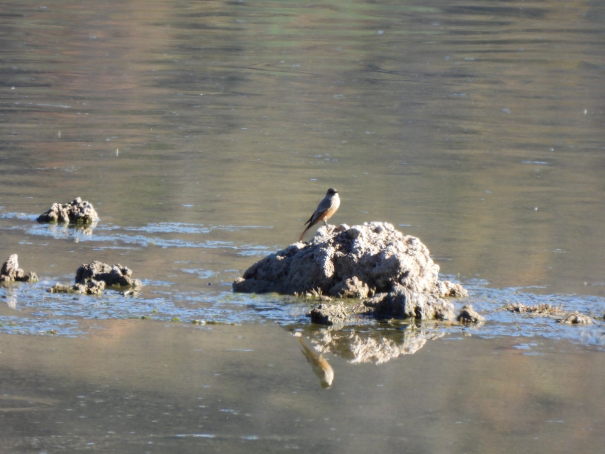 Say's Phoebe - ML646668780