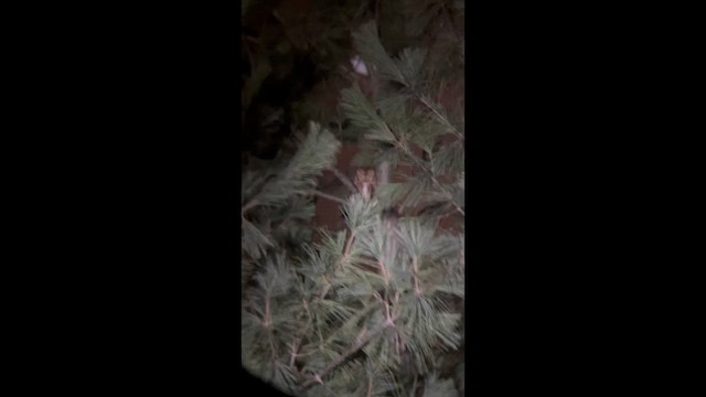 Autillo Yanqui - ML646668781