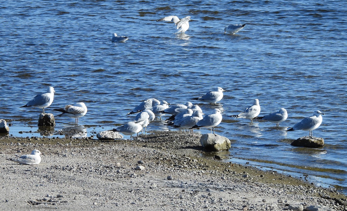 Ring-billed Gull - ML646668782