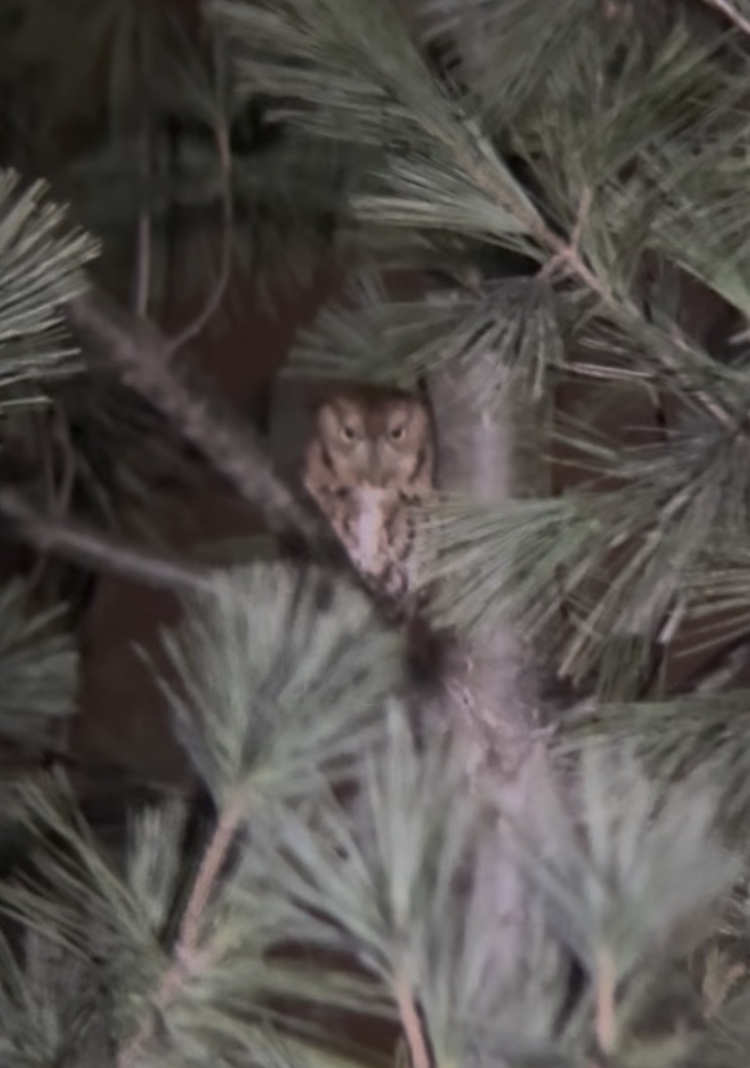 Eastern Screech-Owl - ML646668783
