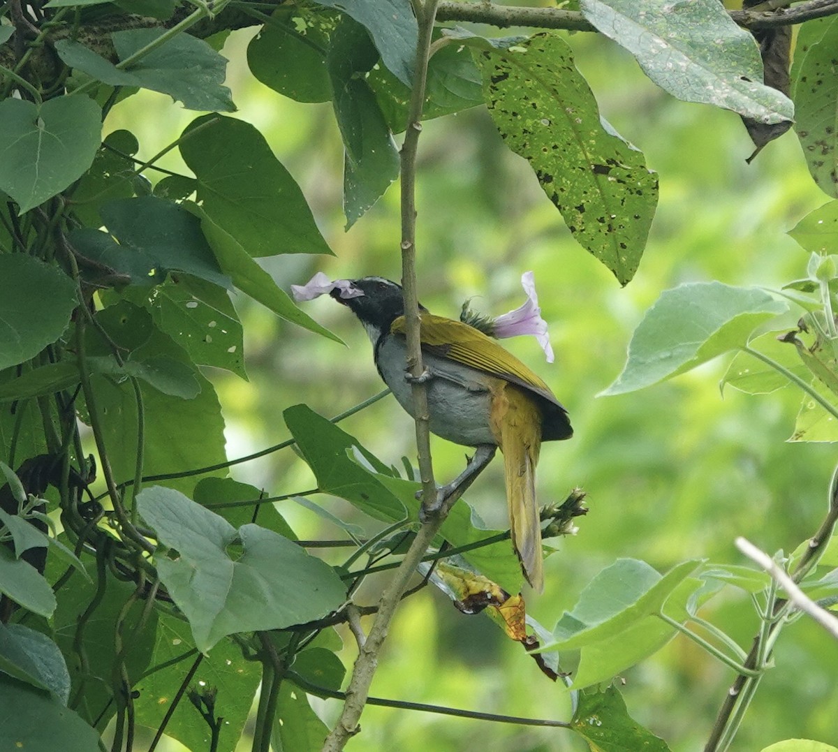 storsaltator - ML646668784