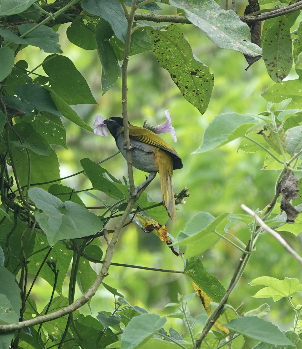 storsaltator - ML646668785