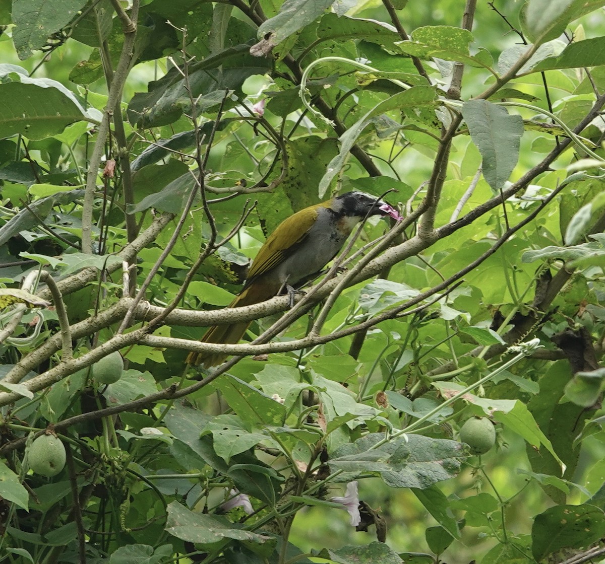 storsaltator - ML646668786