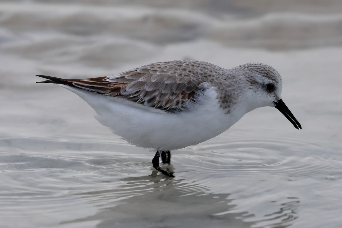 Sanderling - ML646668787