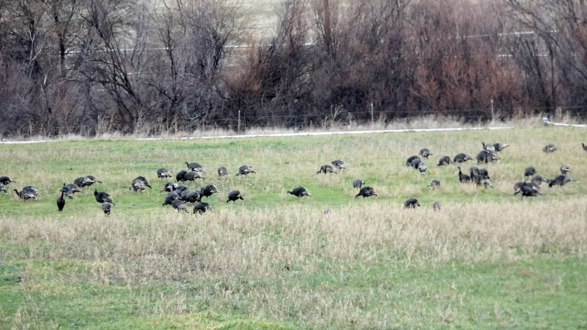 Wild Turkey - ML646668789