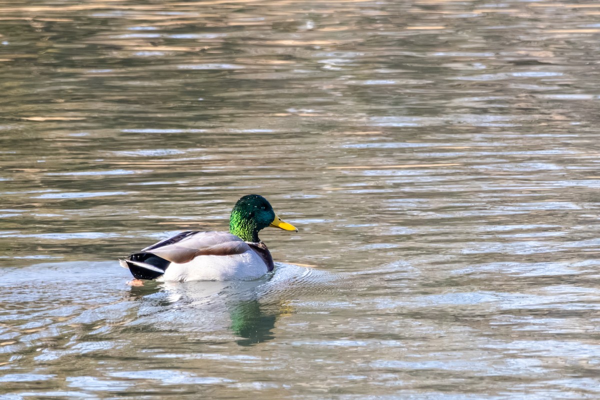 Mallard - ML646668791