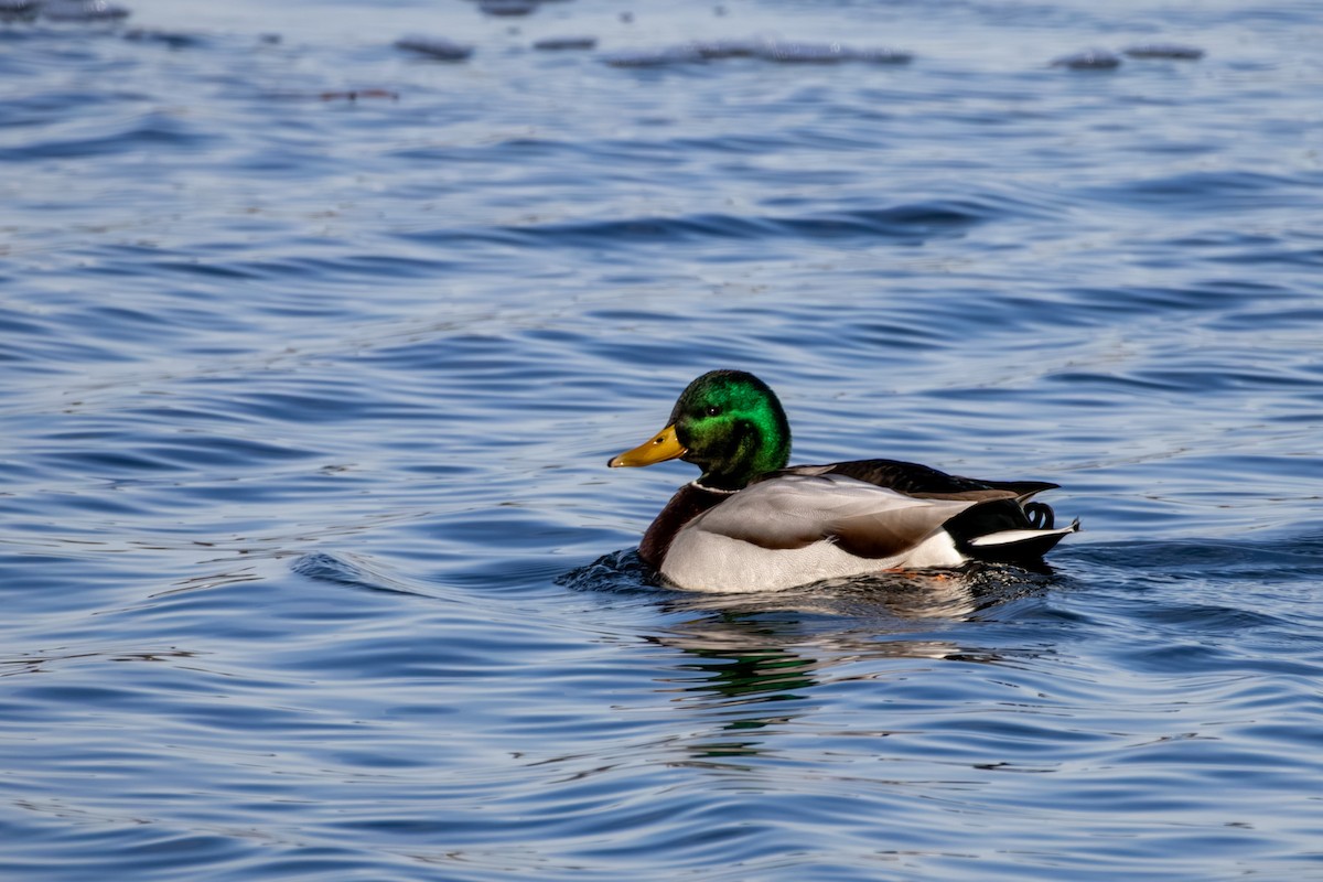 Mallard - ML646668792
