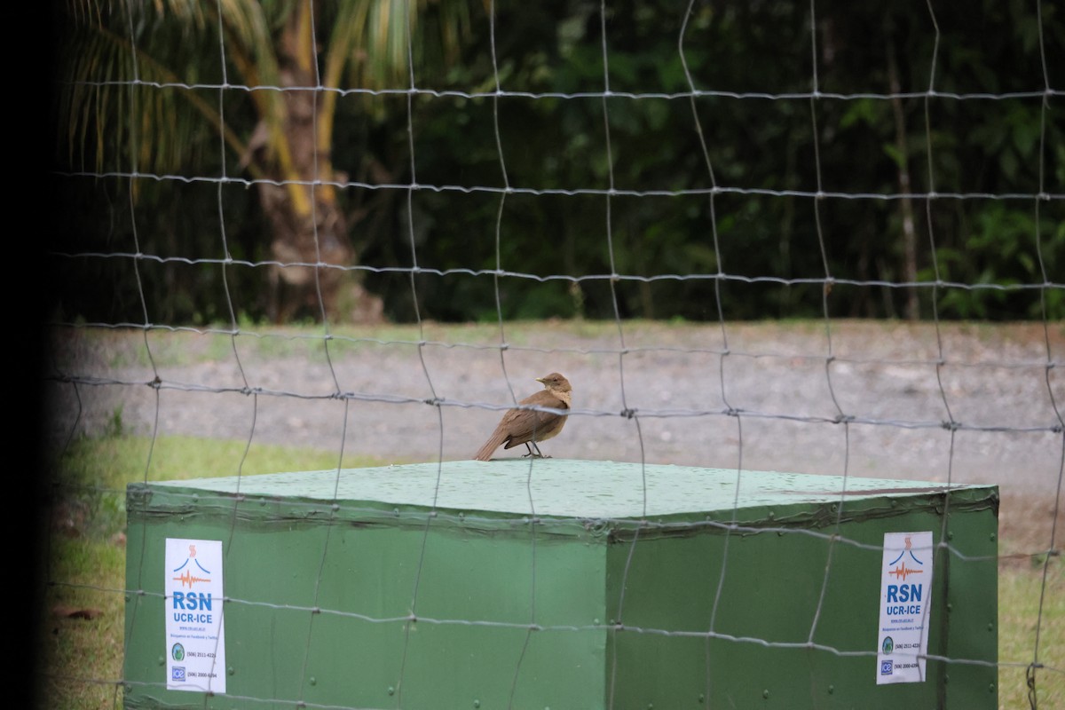 Clay-colored Thrush - ML646668793