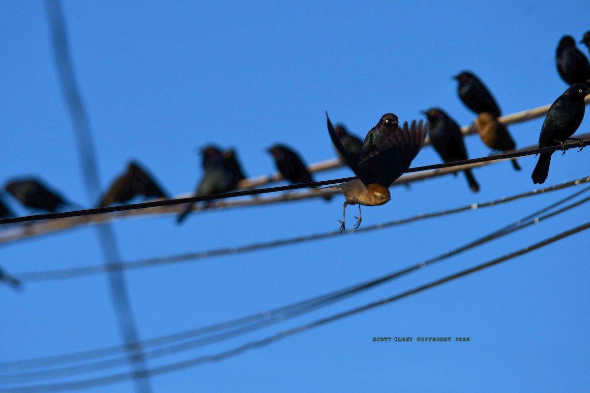 Rusty Blackbird - ML646668794