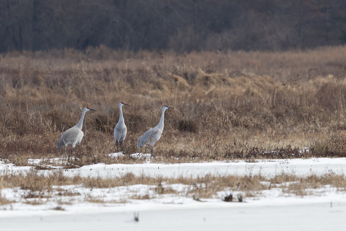 Sandhill Crane - ML646668796