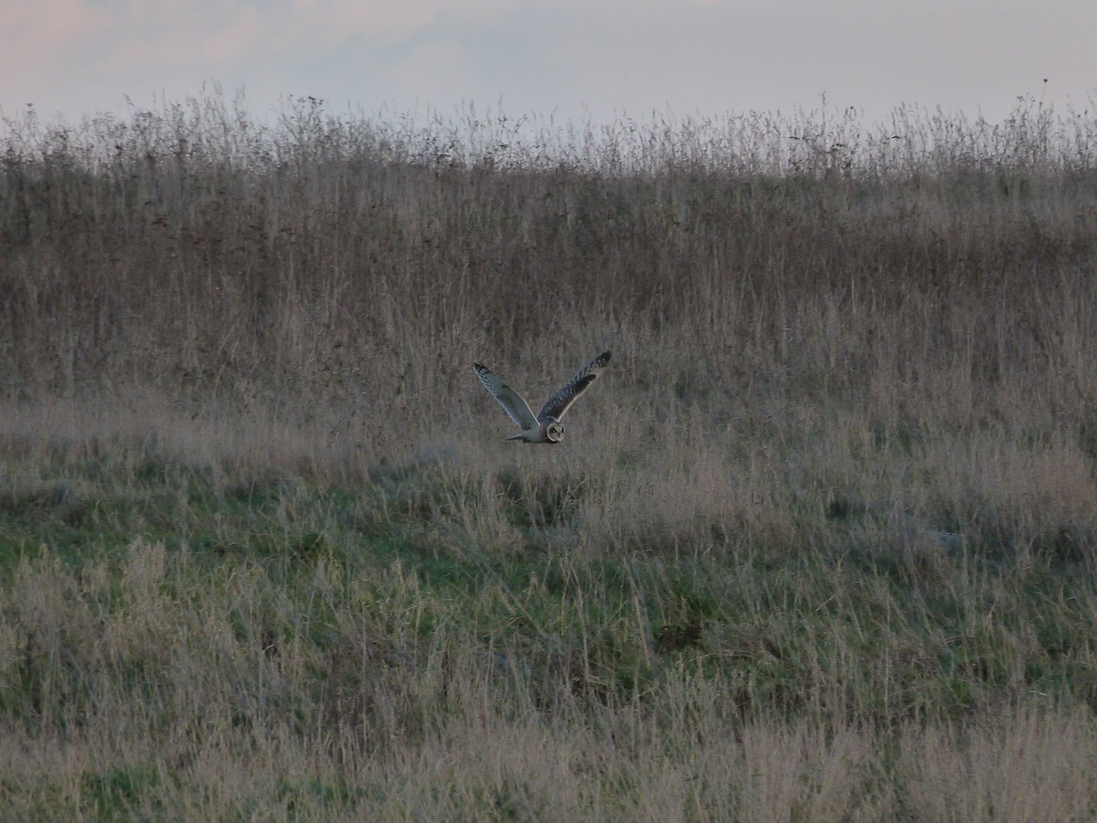 Zingira-hontza - ML646668797