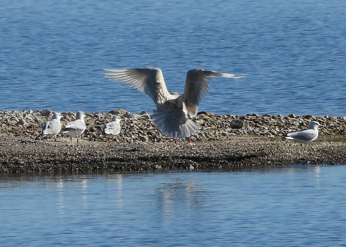 Glaucous Gull - ML646668798