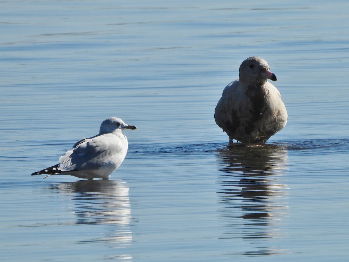 Glaucous Gull - ML646668799