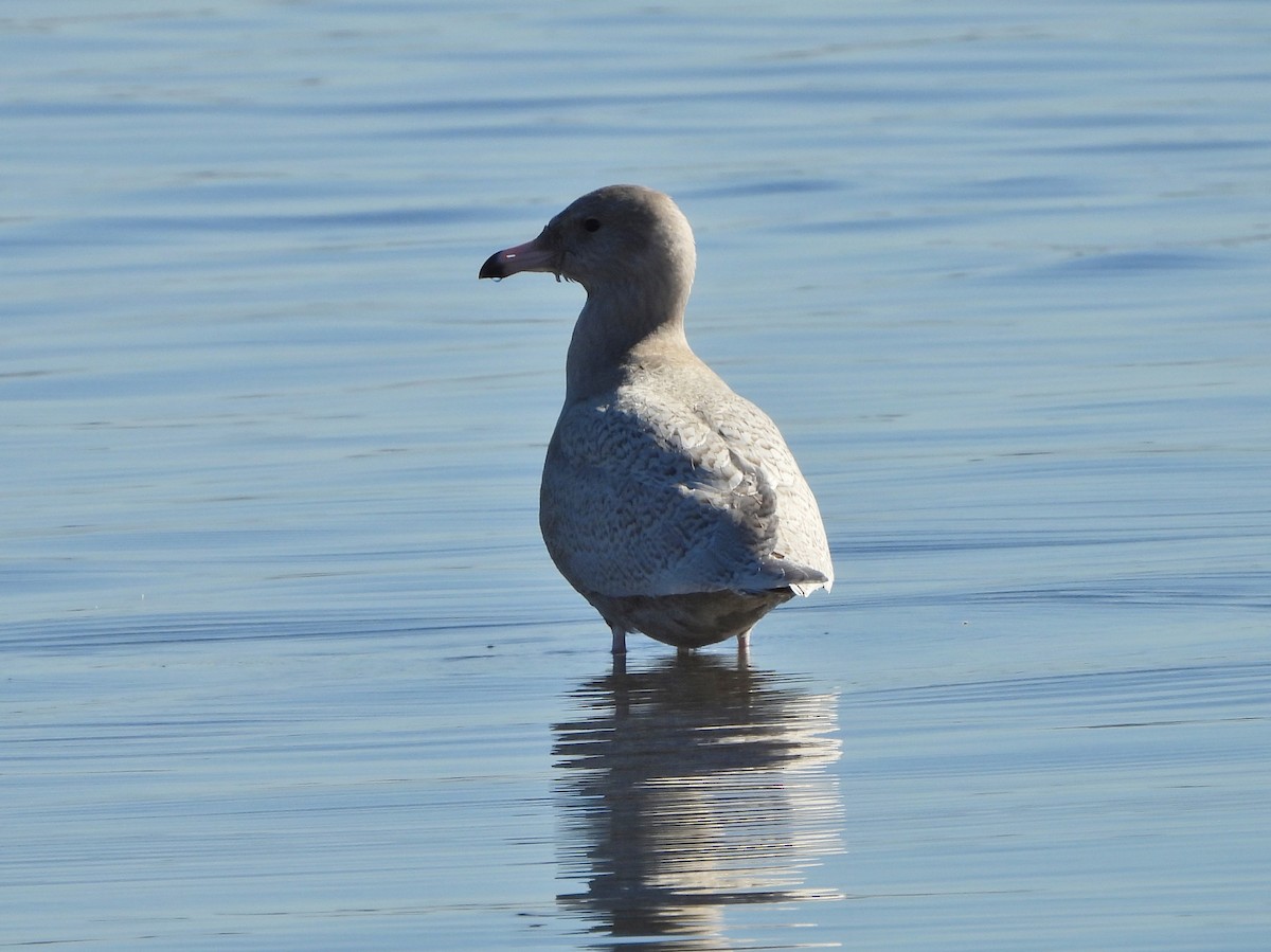Glaucous Gull - ML646668801