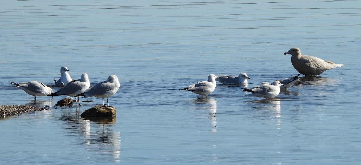 Glaucous Gull - ML646668802