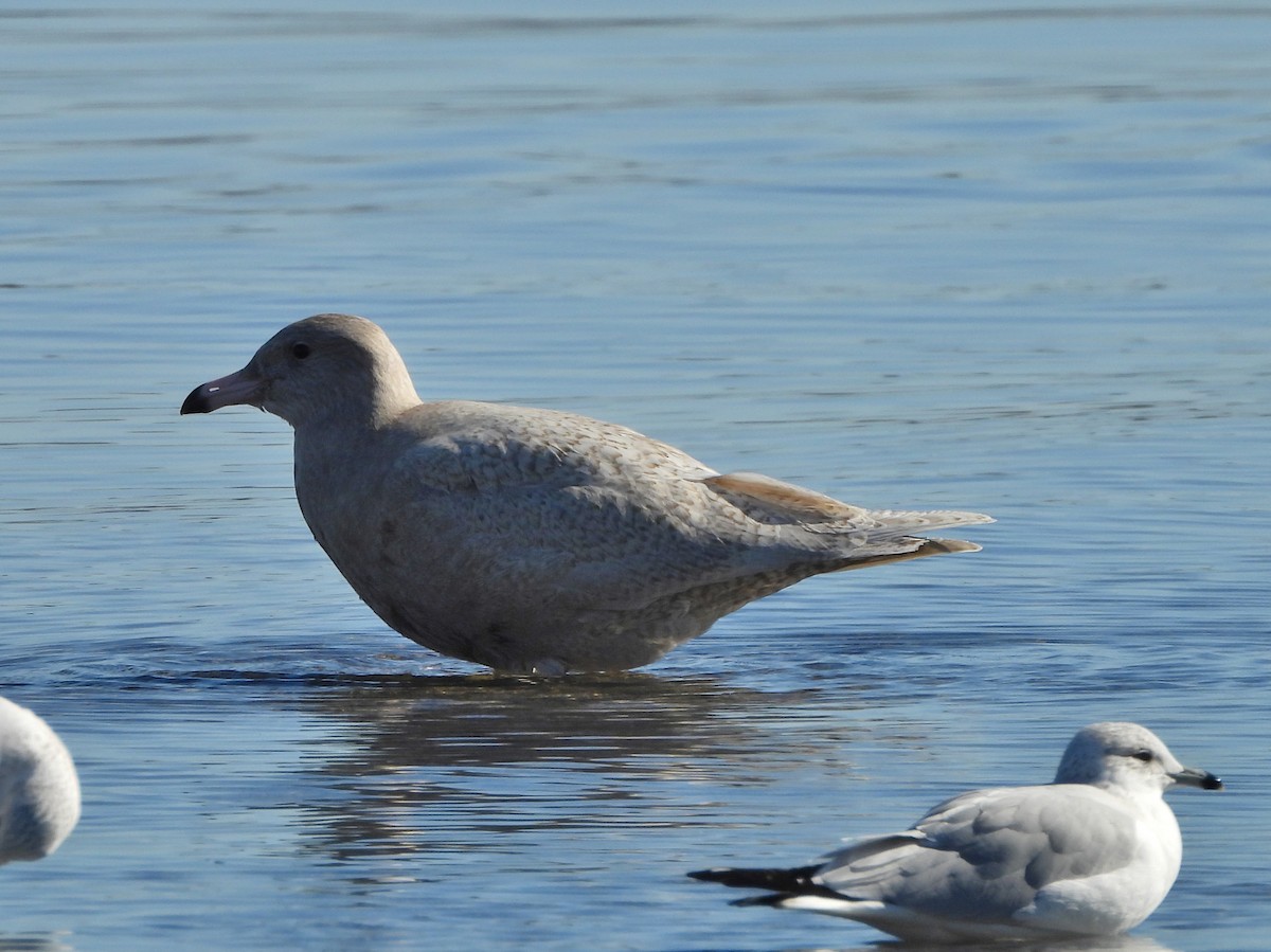 Glaucous Gull - ML646668803