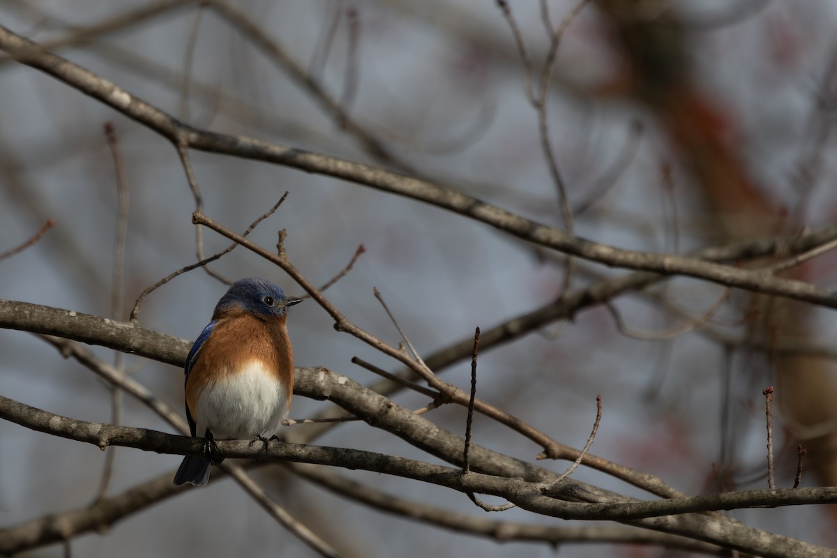 Блакитник східний - ML646668808