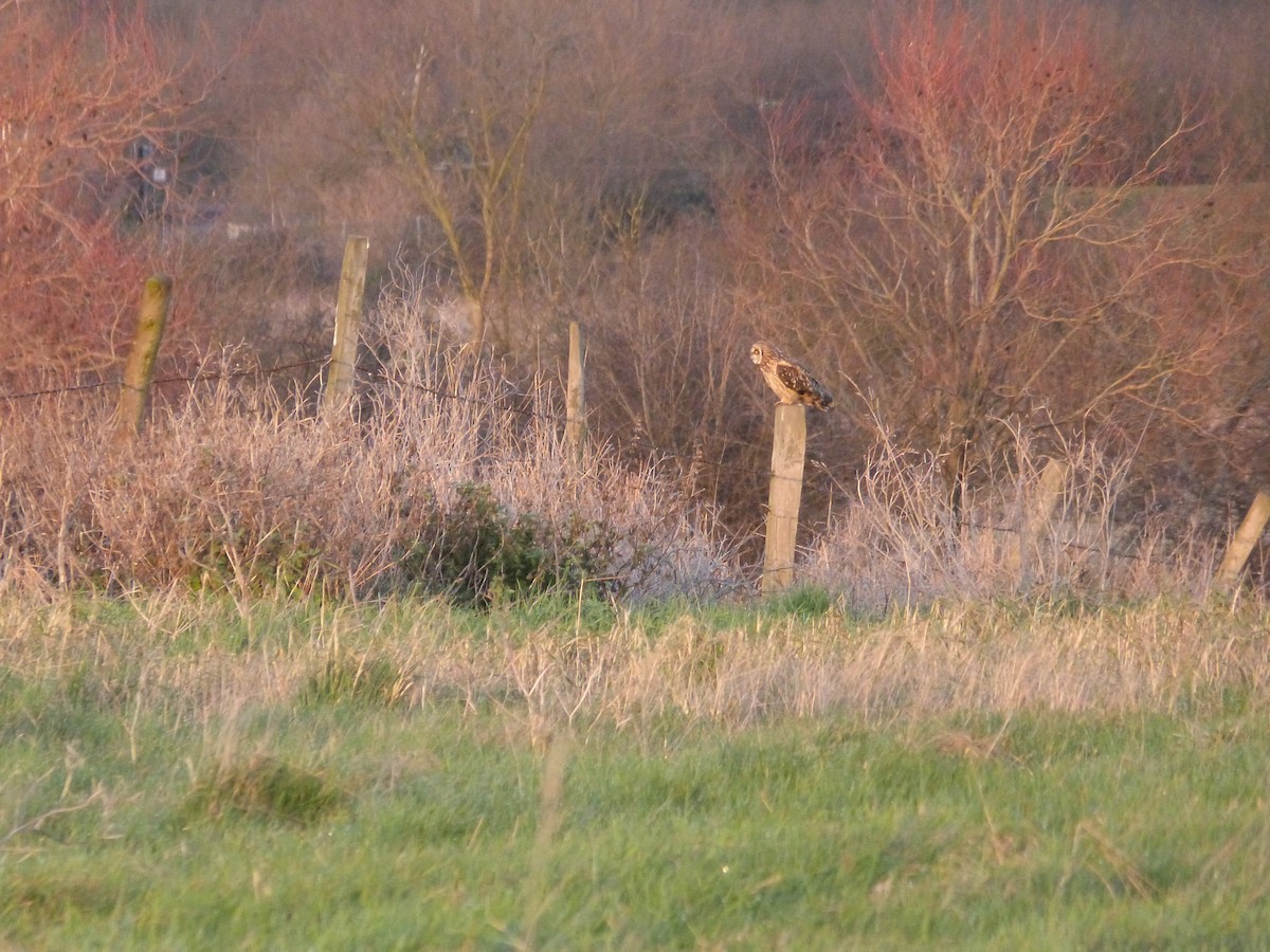 Zingira-hontza - ML646668809