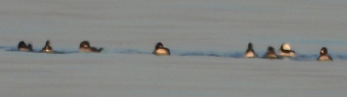 עבראש לבנוני - ML646668810