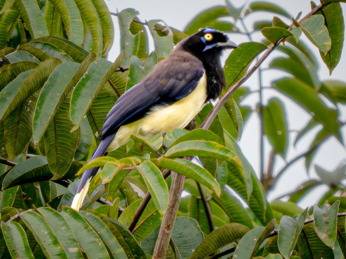 Black-chested Jay - ML646668811