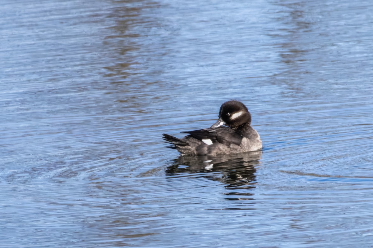 Bufflehead - ML646668812