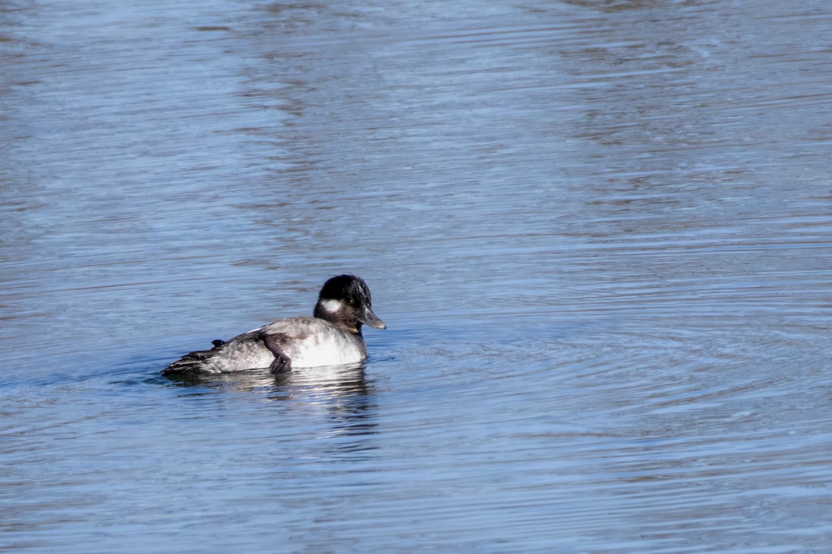 Bufflehead - ML646668813