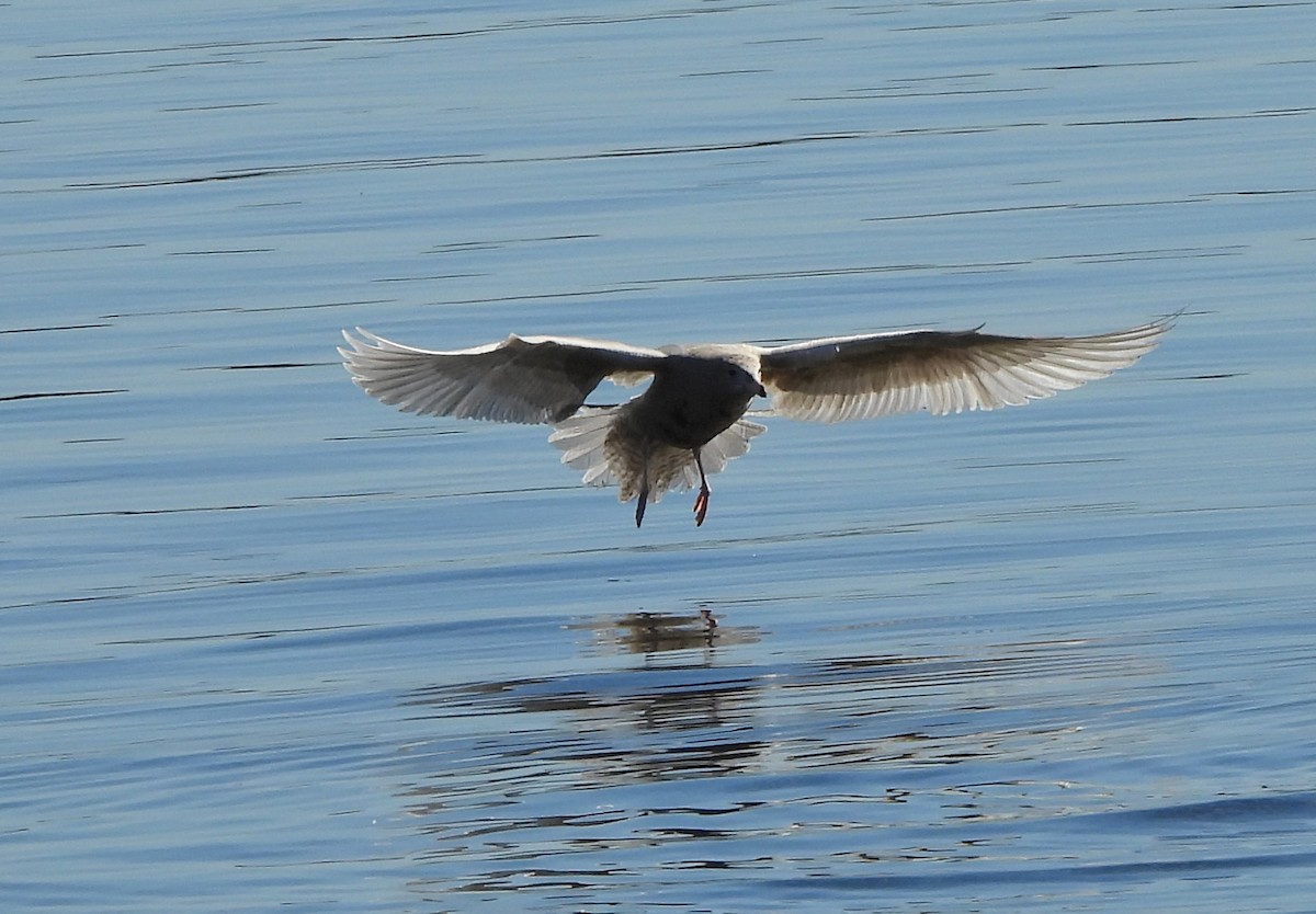 Glaucous Gull - ML646668814