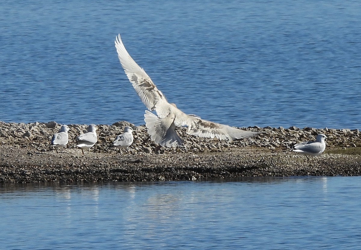 Glaucous Gull - ML646668815